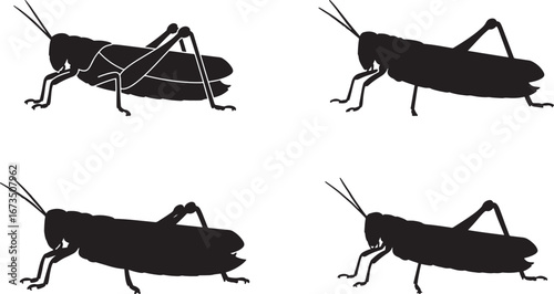 Four black grasshopper silhouettes in different poses isolated on white background silhouette