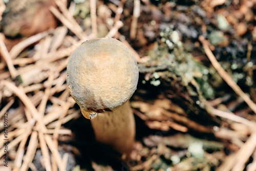 Close-up, top-down photograph of a fuzzy, round mushroom cap with a single water droplet hanging from its side, set against a blurry backdrop of pine needles and wood