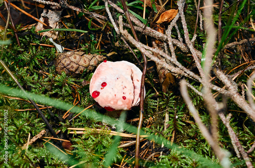 Close-up, top-down photograph of a small, pale fungus with red liquid droplets on its surface, surrounded by green moss, pine needles, and twigs on a forest floor