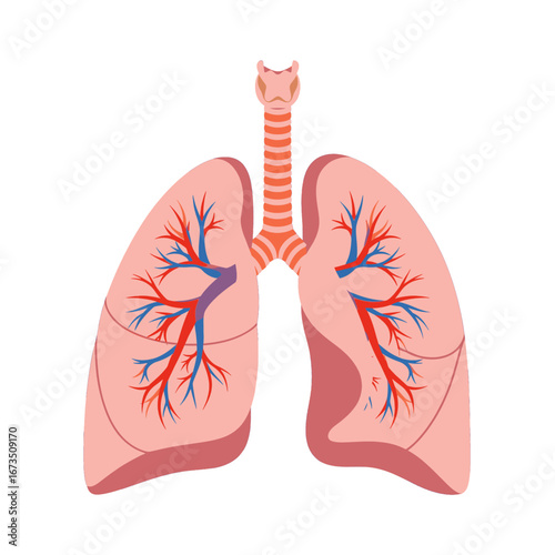 Detailed Illustration of Human Lungs Anatomy Featuring Pulmonary Veins and Trachea in Pink and Red Colors Isolated on White Background