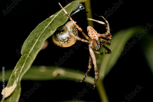 Spider clinging to the underside of a green leaf