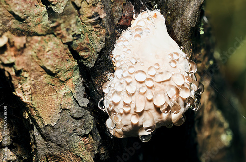 Macro photograph of a pale fungus on a tree trunk, with its surface entirely covered in clear, sparkling water droplets