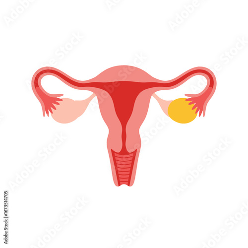 Anatomical Illustration of Female Reproductive System Featuring Uterus Ovaries and Fallopian Tubes in Detailed Medical Diagram