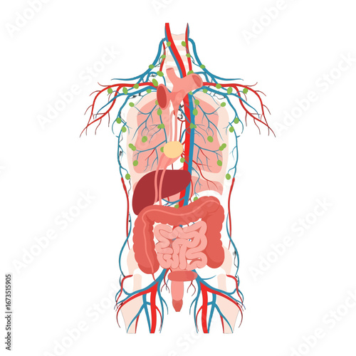 Detailed Human Torso Anatomy Illustration Featuring Internal Organs Lymphatic and Circulatory Systems in Medical Diagram Style