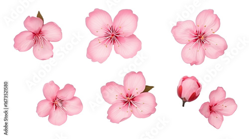 Pink cherry blossom flowers isolated on white
