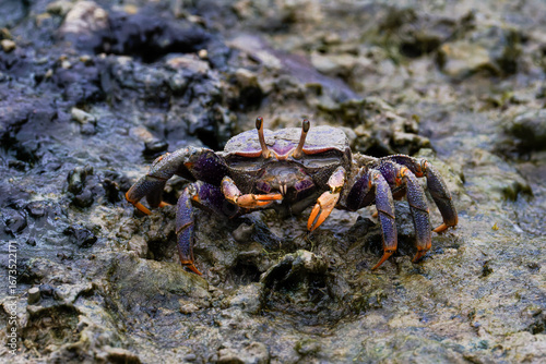 A (Uca Tangeri) Fiddler Crab with vibrant orange and purple colors on a rocky surface.