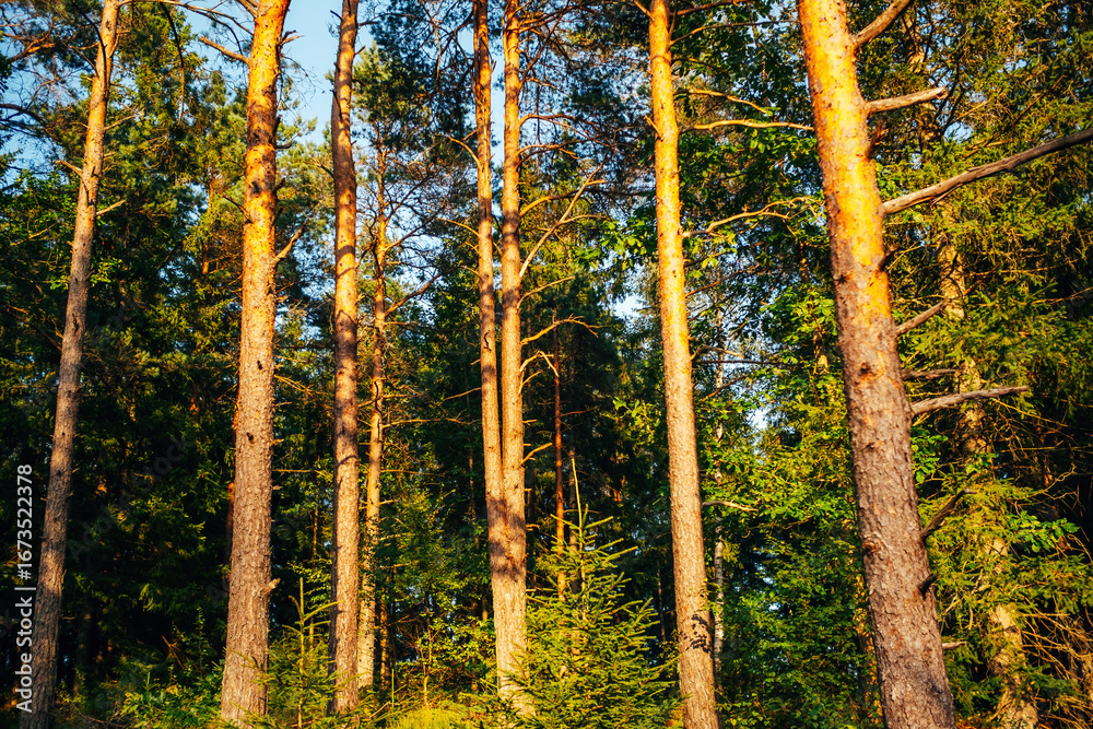 Fototapeta premium Evening Mood in the Forest