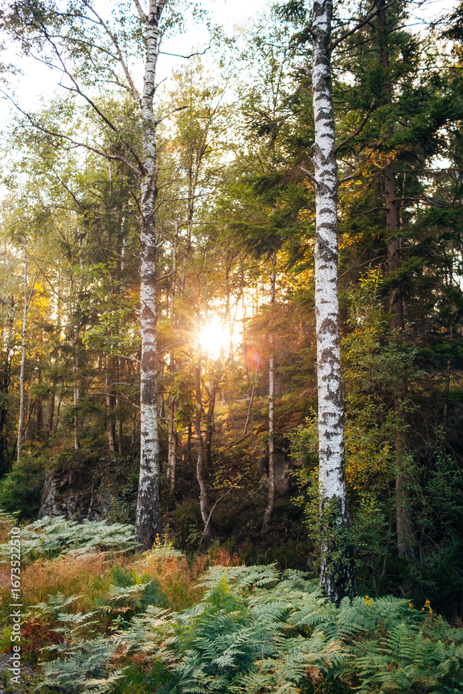 Obraz premium Evening Mood in the Forest