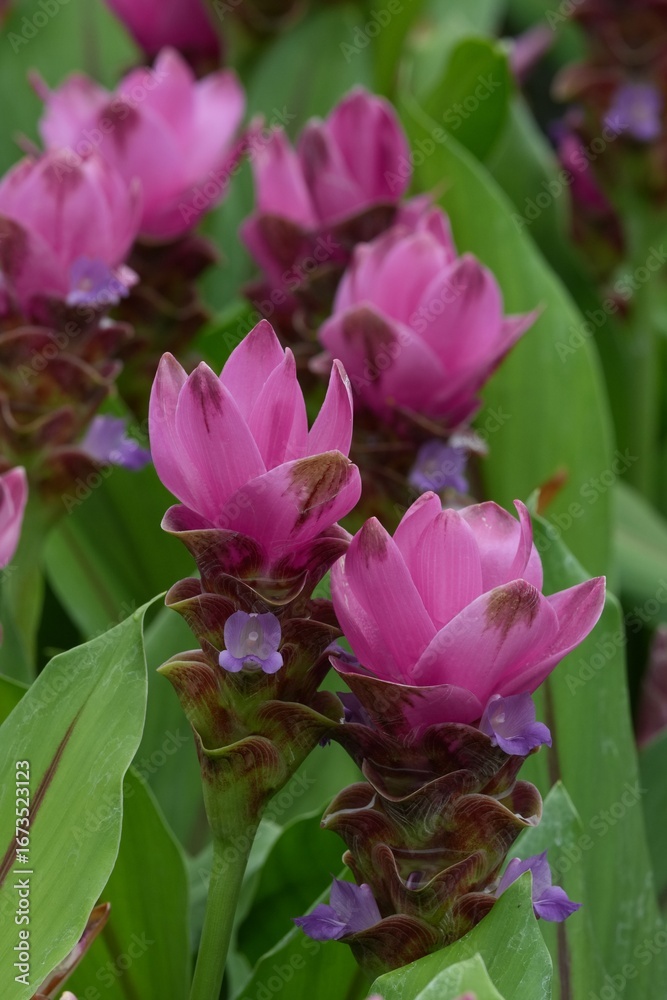 Fototapeta premium Flowers in a public park in Bangkok, Thailand