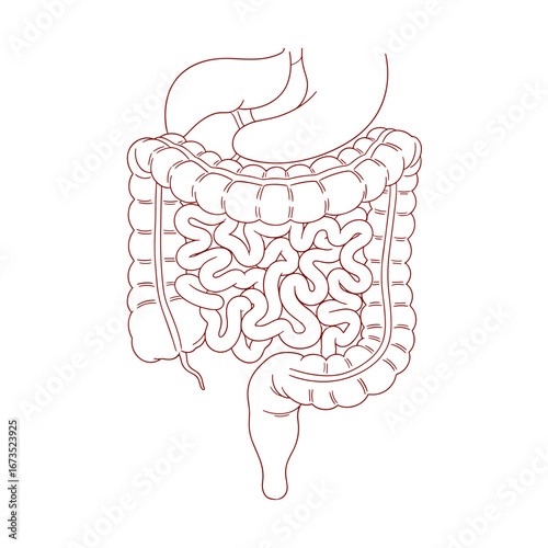 Detailed anatomical illustration of the human digestive system in a clean, stylized outline