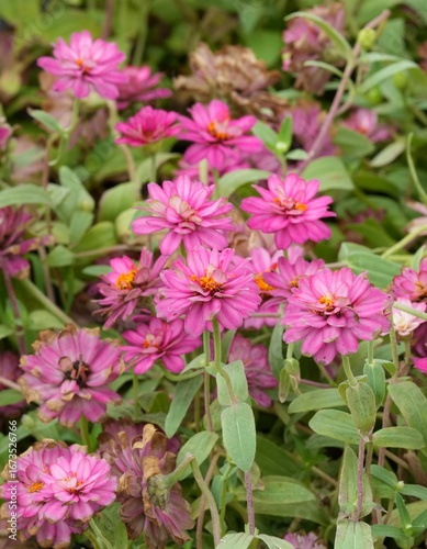 Flowers in a public park in Bangkok, Thailand