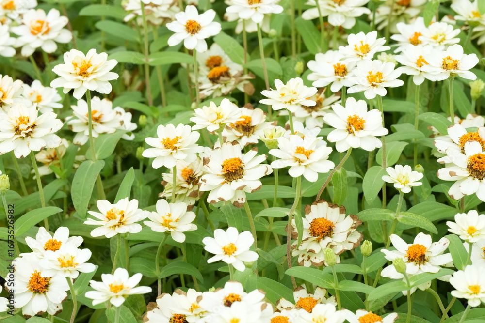 Obraz premium Flowers in a public park in Bangkok, Thailand