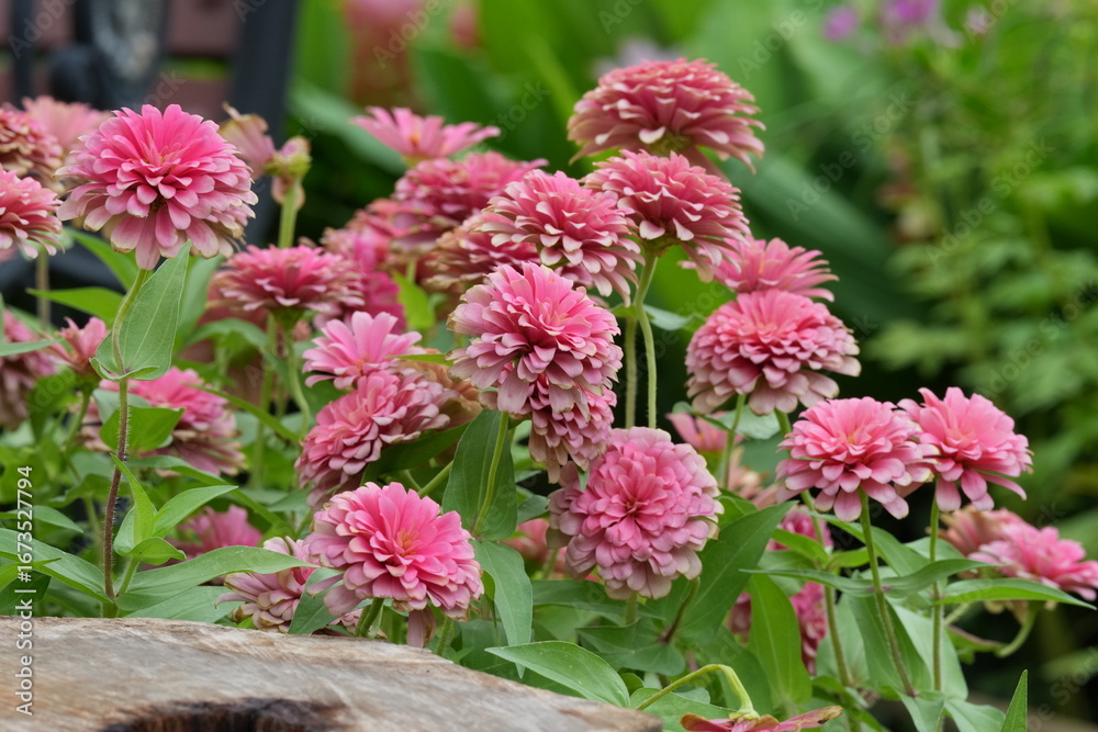 Obraz premium Flowers in a public park in Bangkok, Thailand