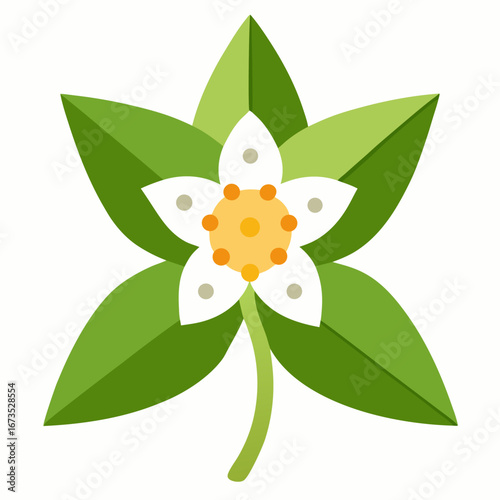 wax plant hoya carnosa vector  on-white