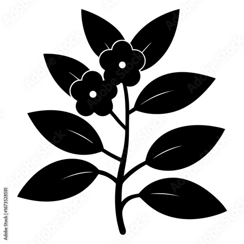 wax plant hoya carnosa silhouette on-white