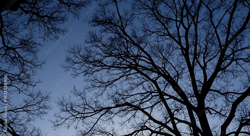 Fototapeta premium Twilight Branches