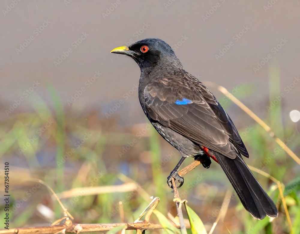 Obraz premium Bird perched on branch