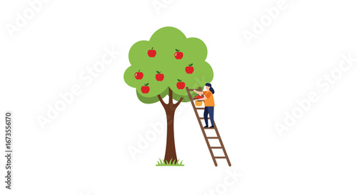A person is on a ladder picking apples from a tree