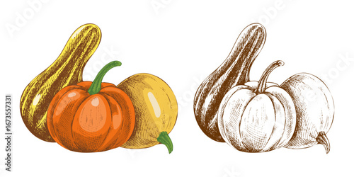 Hand drawn vintage sketch set of pumpkins and gourds in colored and monochrome versions, autumn harvest seasonal illustration
