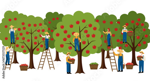 Apple orchard with farmers picking apples trees full of red fruit ladders present