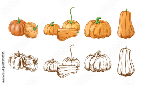 Hand drawn vintage sketch set of pumpkins and squash in colored and monochrome versions for autumn harvest illustration