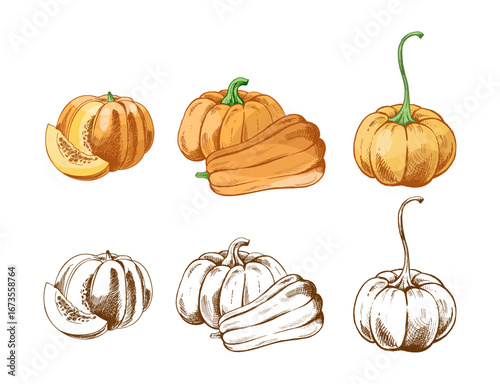 Hand drawn vintage sketch set of pumpkins and squash with cut and whole pieces in colored and monochrome illustration