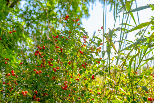 Close-up of ripe red dog rose fruits (Rosa canina) growing on branch in natural environment. Wild rosehips with green leaves in sunlight. Healthy organic berries rich in vitamin C, used in herbal medi