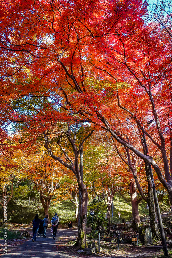 Naklejka premium Beautiful autumn scenery in Kyoto, Japan