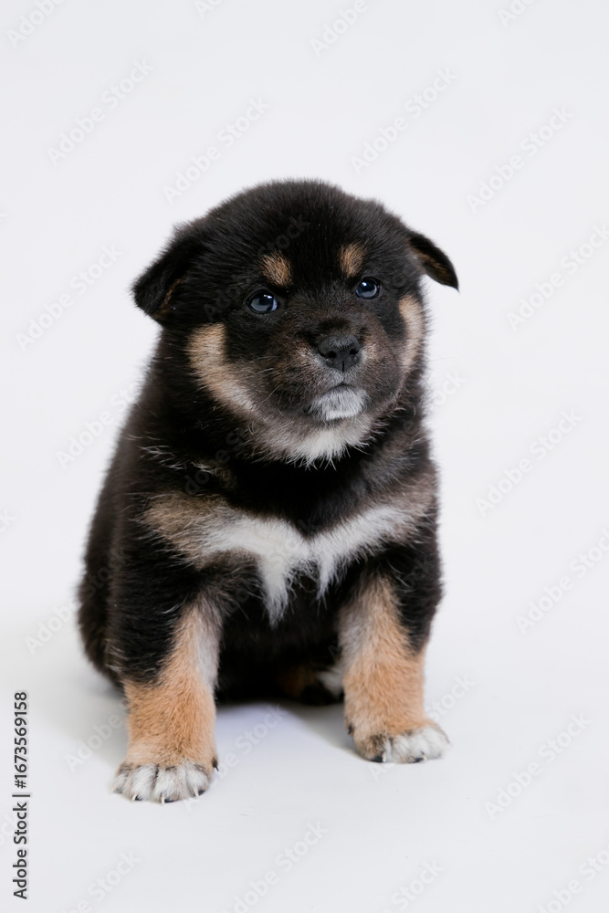 Fototapeta premium 柴犬の子犬