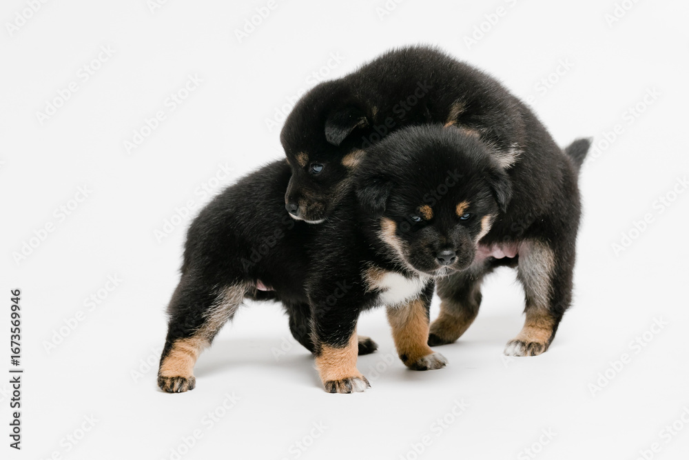 Fototapeta premium 柴犬の子犬
