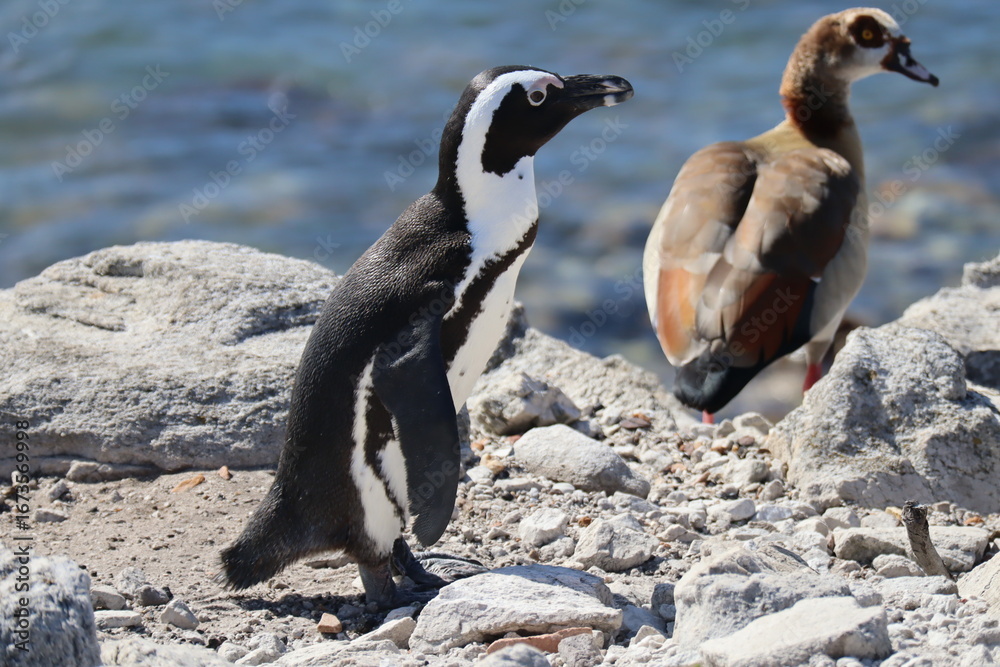 Obraz premium penguins at the ocean