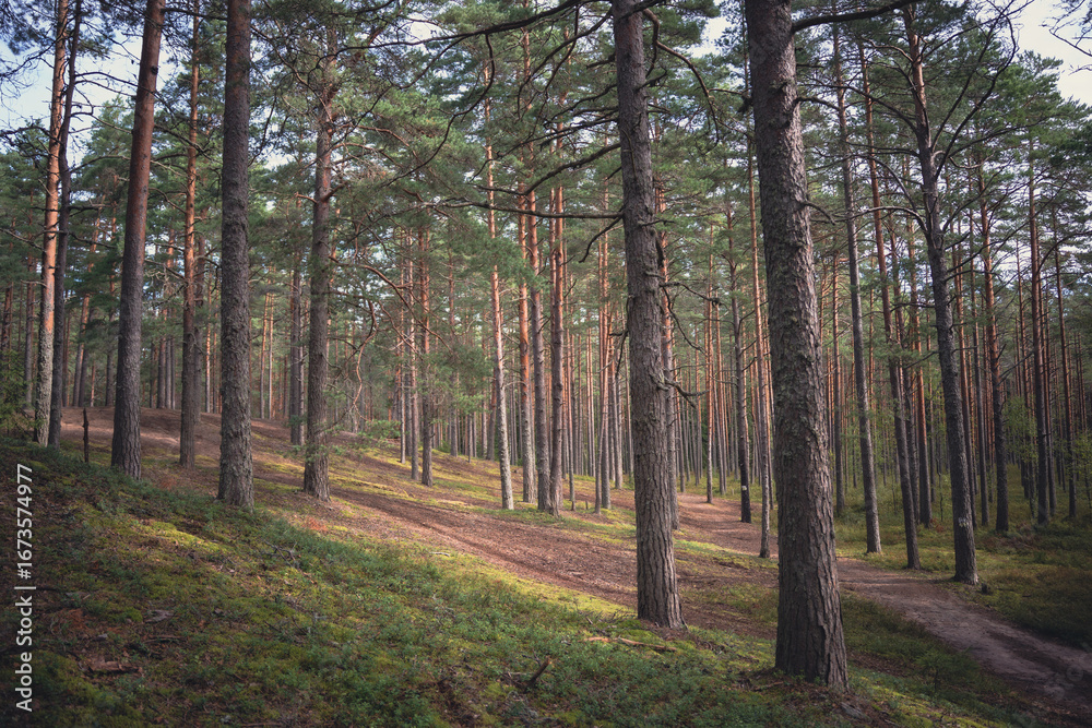 Fototapeta premium Bright sunlight shining through tall pine trees in a green forest. Scenic woodland environment with paths and moss.