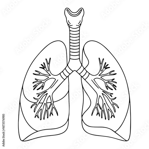 Line Art of Human Lungs and Trachea