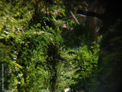 Dense, green foliage creates a lush, mysterious jungle landscape, with small patches of light breaking through the leaves.