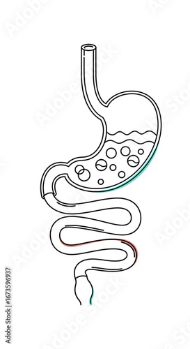 Understanding the human digestive system anatomy function and key processes involved in breaking down food