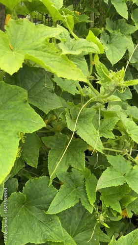 green leaves background