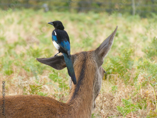 Magpie Perching on Deer in Grassland

