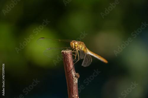 A beautiful fragile dragonfly looks into the camera and smiles, close-up