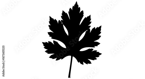 Silhouette of a Black Leaf with Detailed Edges.