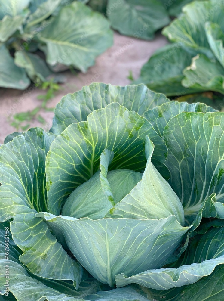 Obraz premium Harvest organic cabbage