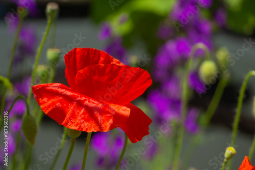 graceful red fragile poppies in the meadow, summer atmosphere on a poppy field