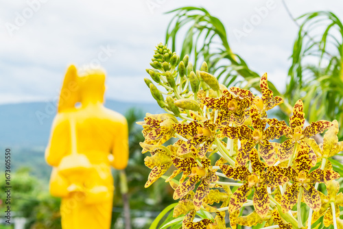 Yellow Orchid in Thai Temple with Buddha Statue Background