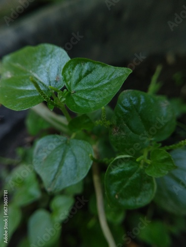 Tiny, vibrant green sprouts emerge from the soil, their leaves still glistening with droplets of water.
