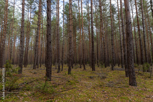 Wallpaper Mural tall pine trees in a coniferous forest in the autumn season during leaf fall, changes in nature during the autumn season in a forest with old and tall pines Torontodigital.ca