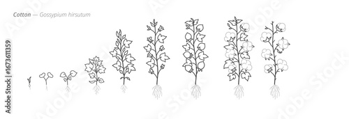 Botanical illustration of cotton plant growth stages. Botanical monochrome black and white hand drawn vector Illustration
