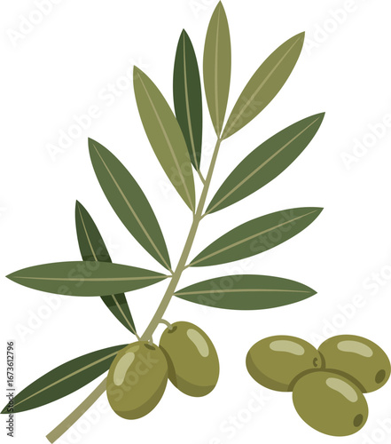 Vibrant green olive branch with ripe olives isolated on for food and health concepts vector