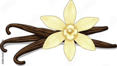 Vanilla beans and orchid flower sweet natural flavor ingredient for food and beverage vector
