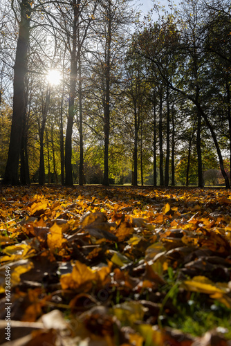 Wallpaper Mural yellowing maple foliage in autumn in sunny weather, big changes in the forest on maple trees in autumn, the sun shines through the trees and shines through the yellow foliage Torontodigital.ca
