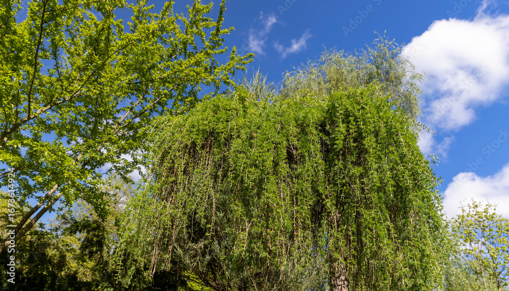 Obraz premium green soft needles of larch in the spring season, new needles on European larch in sunny weather on a warm spring day