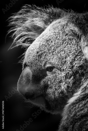 Photography Koala im Profil schwarzweiß